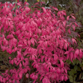 Бересклет крылатый - Euonymus alatus 1