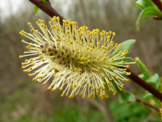 Ива козья - Salix caprea L. 1