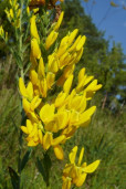 Дрок красильный - Genista tinctoria 1
