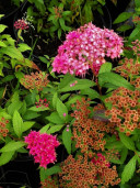 Спирея японская «Alpina» - Spiraea japonica L.f. «Alpina» 1
