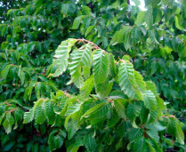 Граб обыкновенный - Carpinus betulus 1
