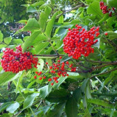 Бузина Микеля - Sambucus racemosa 1