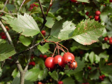 Боярышник кроваво-красный - Crataegus sanguinea 1