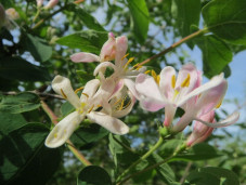 Жимолость обыкновенная - Lonicera xylosteum 1