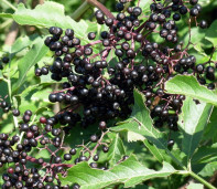 Бузина чёрная Marginata - Sambucus nigra 1