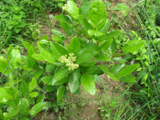 Калина голая - Viburnum nudum 1