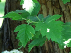 Боярышник зелёномякотный - Crataegus chlorosarca 1