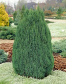 Можжевельник китайский - Juniperus chinensis 1
