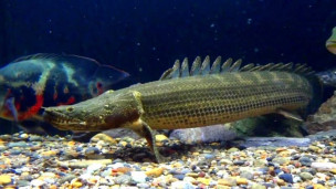 Многопер нильский (Эндлихера) – Polypterus endlicher 1