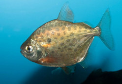 Метиннис пятнистый  – Metynnis maculatus 1