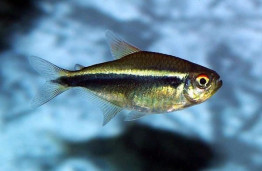 Неон черный – Hyphessobrycon herbertaxelrodi 1