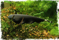 Нож чёрный (белолобый) – Apteronotus albifrons 1
