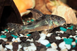 Сомик крапчатый - Corydoras paleatus 1