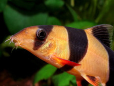 Боция клоун – Chromobotia macracanthus 1