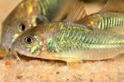 Коридорас золотистый – Corydoras aeneus 1