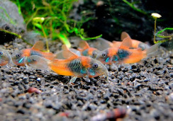 Коридорас венесуэльский – Corydoras aeneus «Venezuela Orange» 1