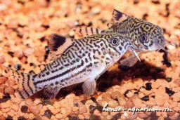 Коридорас леопардовый – Corydoras julii 1