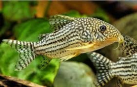 Коридорас Штербы – Corydoras sterbai 1