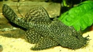 Анциструс обыкновенный - Ancistrus dolichopterus 1