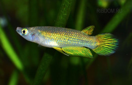 Щучка линеатус (Панхакс полосатый) – Aplocheilus lineatus 1