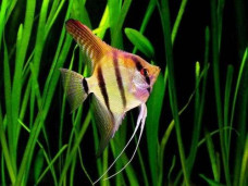 Скалярия – Pterophyllum scalare 1