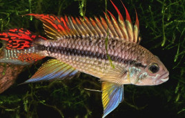 Апистограмм какаду – Apistogramma cacatuoides 1
