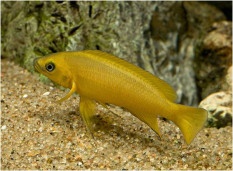 Лампрологус апельсиновый  – Neolamprologus leleupi 1