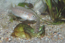 Лампрологус ленточный – Neolamprologus brevis 1