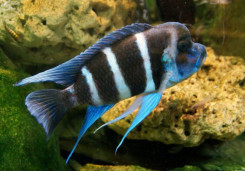 Фронтоза – Cyphotilapia frontosa 1