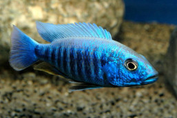 Хаплохромис васильковый – Sciaenochromis ahli 1