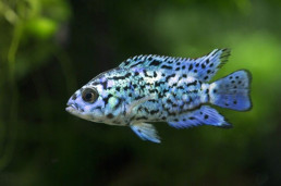 Цихлазома Блю Демпси - Rocio octofasciata «Blue Jack Dempsey» 1