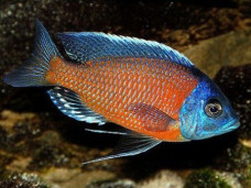 Хаплохромис Борлея – Copadichromis borleyi 1
