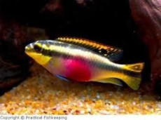 Пельвикахромис крибенсис - Pelvicachromis pulcher 1