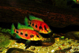 Хр﻿омис-красавец - Hemichromis bimaculatus 1