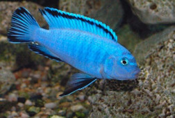 Псевдотрофеус Соколофи – Pseudotropheus socolofi 1
