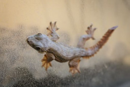 Геккон лопастехвостый индомалайский  Кюля – Gekko kuhli 1