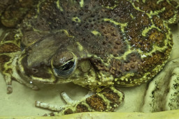 Жаба карибская – Peltophryne peltocephala 1