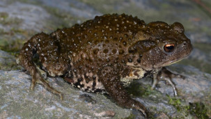 Жаба дальневосточная – Bufo gargarizans 1