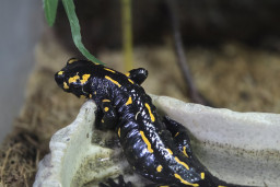Саламандра огненная (пятнистая) – Salamandra salamandra 1