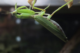 Богомол древесный африканский – Sphodromantis viridis 1