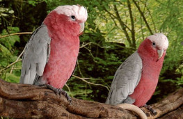 Какаду розовый  – Eolophus roseicapilla 1