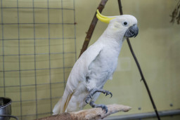Какаду малый желтохохлый  – Cacatua sulphurea 1