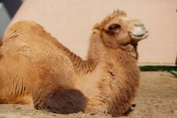 Верблюд двугорбый  – Camelus bactrianus 1