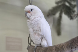 Какаду Гоффина – Cacatua goffiniana 1