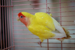 Неразлучник розовощекий – Agapornis roseicollis 1