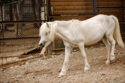 Лошадь домашняя  – Equus ferus caballus 1