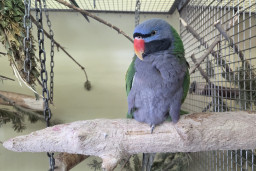 Попугай кольчатый китайский – Psittacula derbiana 1