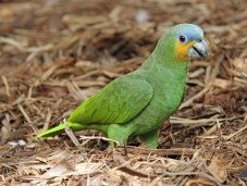 Амазон венесуэльский  – Amazona amazonica 1