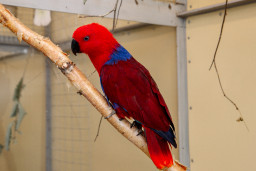 Попугай благородный зелено-красный – Eclectus roratus 1