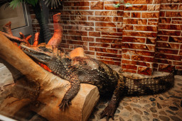 Кайман крокодиловый  – Caiman crocodilus 1